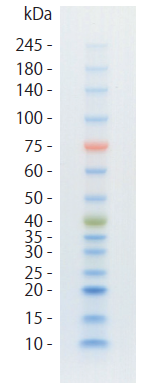 Protein Ladder One Plus, Triple-color for SDS-PAGE｜Products